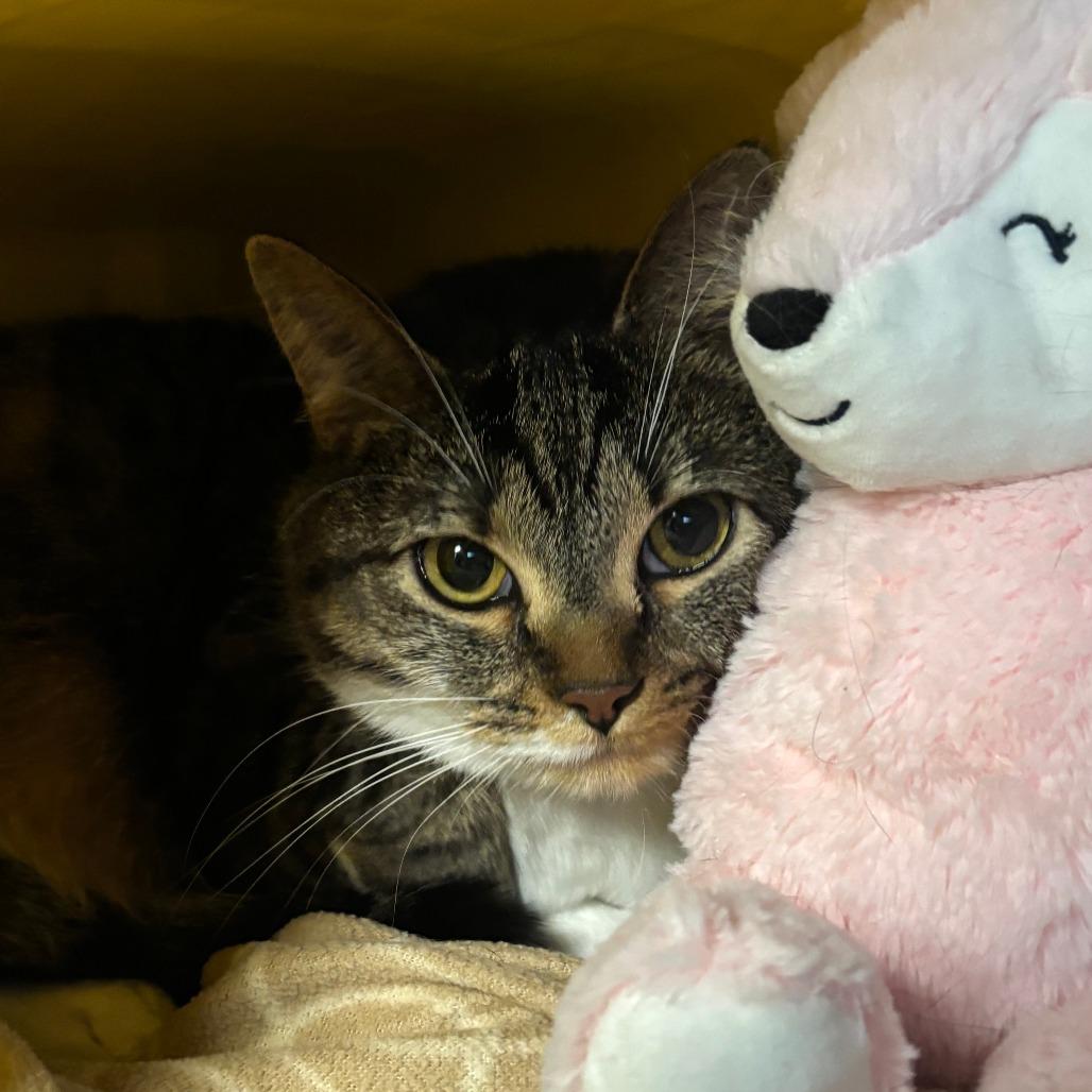 Enlarge Spirit, a Adoptable Domestic Short Hair in Manhattan, KS image 1/2