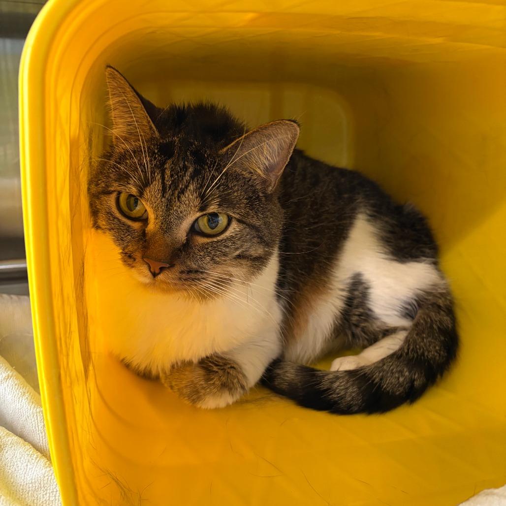 Enlarge Spirit, a Adoptable Domestic Short Hair in Manhattan, KS image 2/2