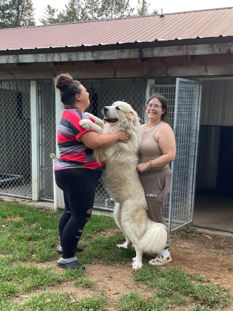 Enlarge Oliver, a Adoptable Great Pyrenees in Glenfield, NY image 1/6