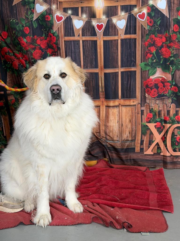 Enlarge Oliver, a Adoptable Great Pyrenees in Glenfield, NY image 6/6
