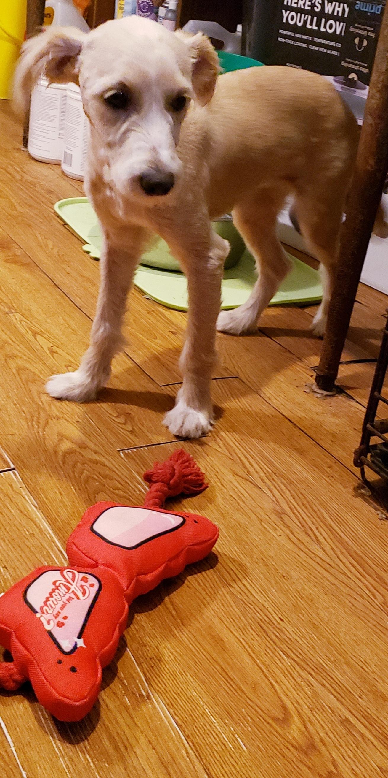 Trina, Adopted, Young Female Poodle & Terrier.