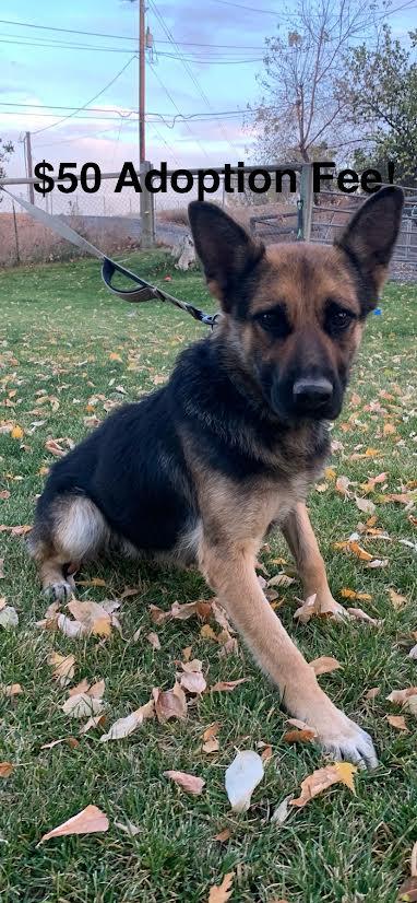 Enlarge Cookie, a ADOPTABLE mixed breed in Selah, WA image 5/5