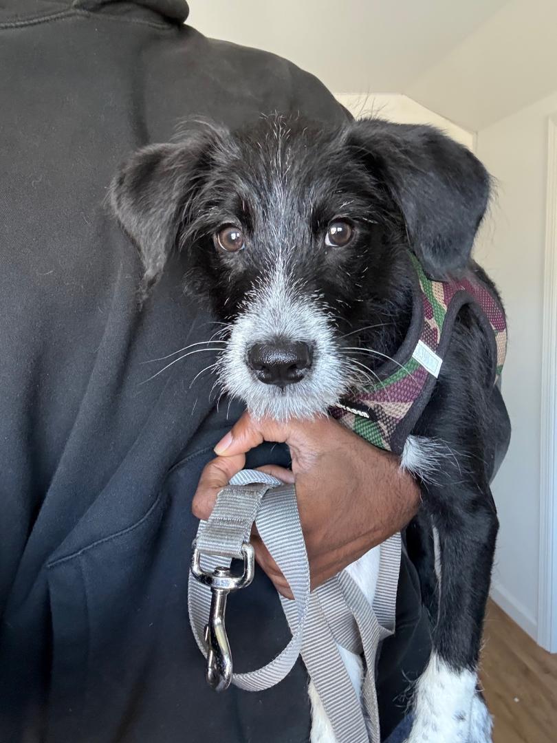 Oreo, an adopted mixed breed in Englishtown, NJ image 1/4