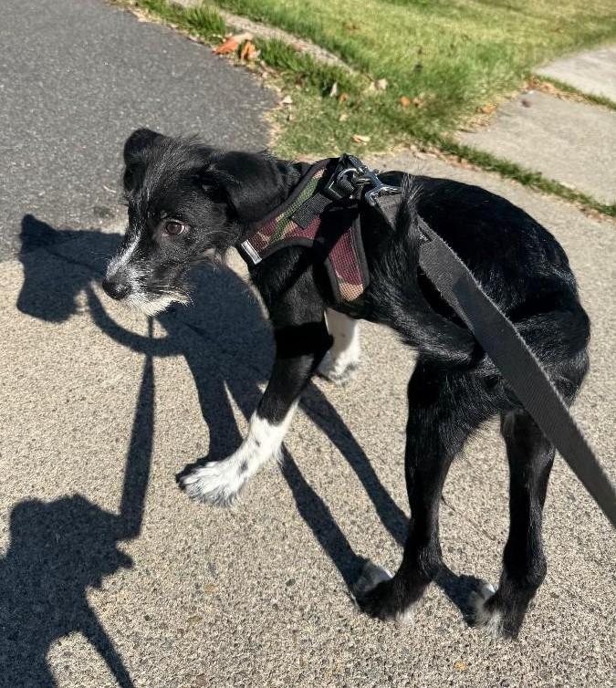Oreo, an adopted mixed breed in Englishtown, NJ image 4/4