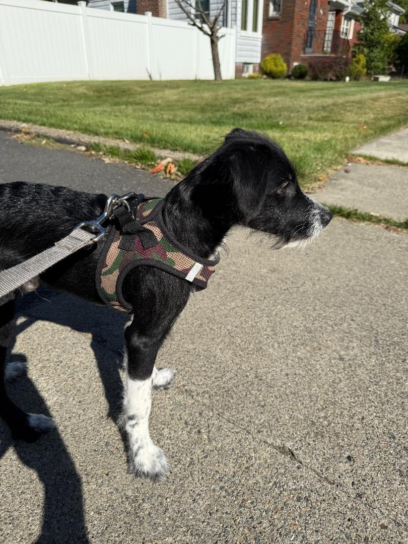 Oreo, an adopted mixed breed in Englishtown, NJ image 2/4