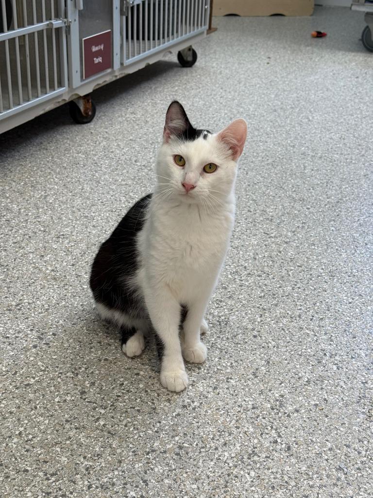 Rex, Adoptable, Young Male Domestic Short Hair.