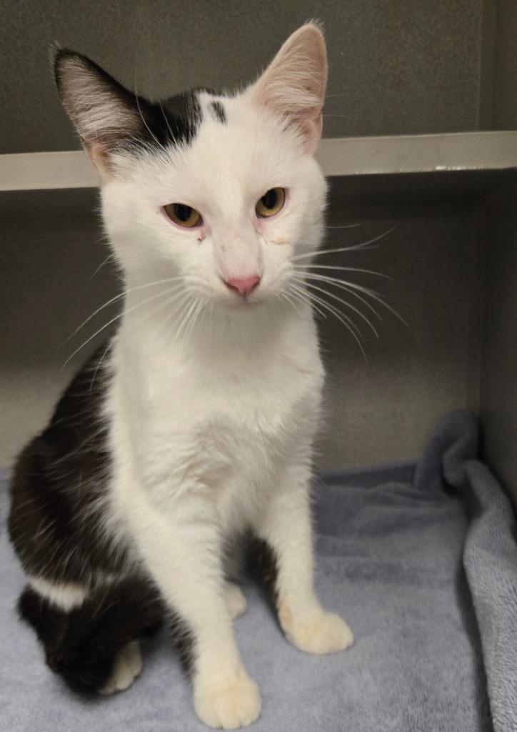 Enlarge Rex, a Adoptable mixed breed in Viroqua, WI image 1/1