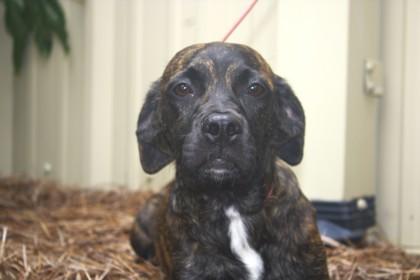 Darlene, Adoptable, Adult Female Golden Retriever & Mixed Breed.