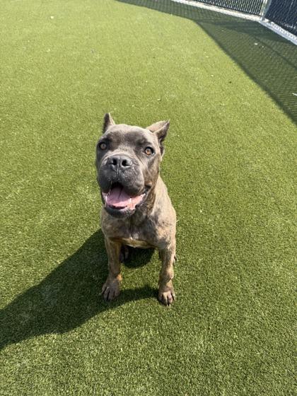Enlarge Thunder (Sycamore), a Adoptable mixed breed in Lafayette, IN image 1/3