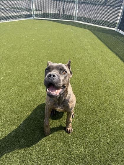 Enlarge Thunder (Sycamore), a Adoptable mixed breed in Lafayette, IN image 2/3