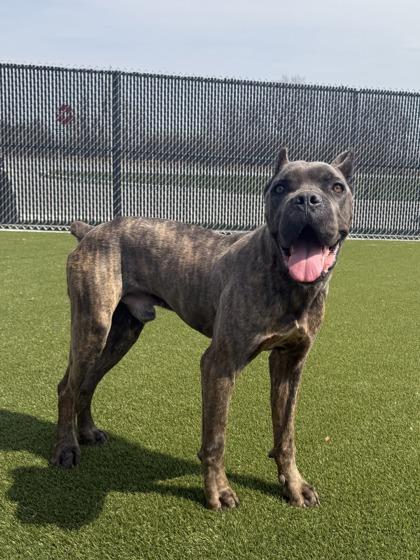 Enlarge Thunder (Sycamore), a Adoptable mixed breed in Lafayette, IN image 3/3