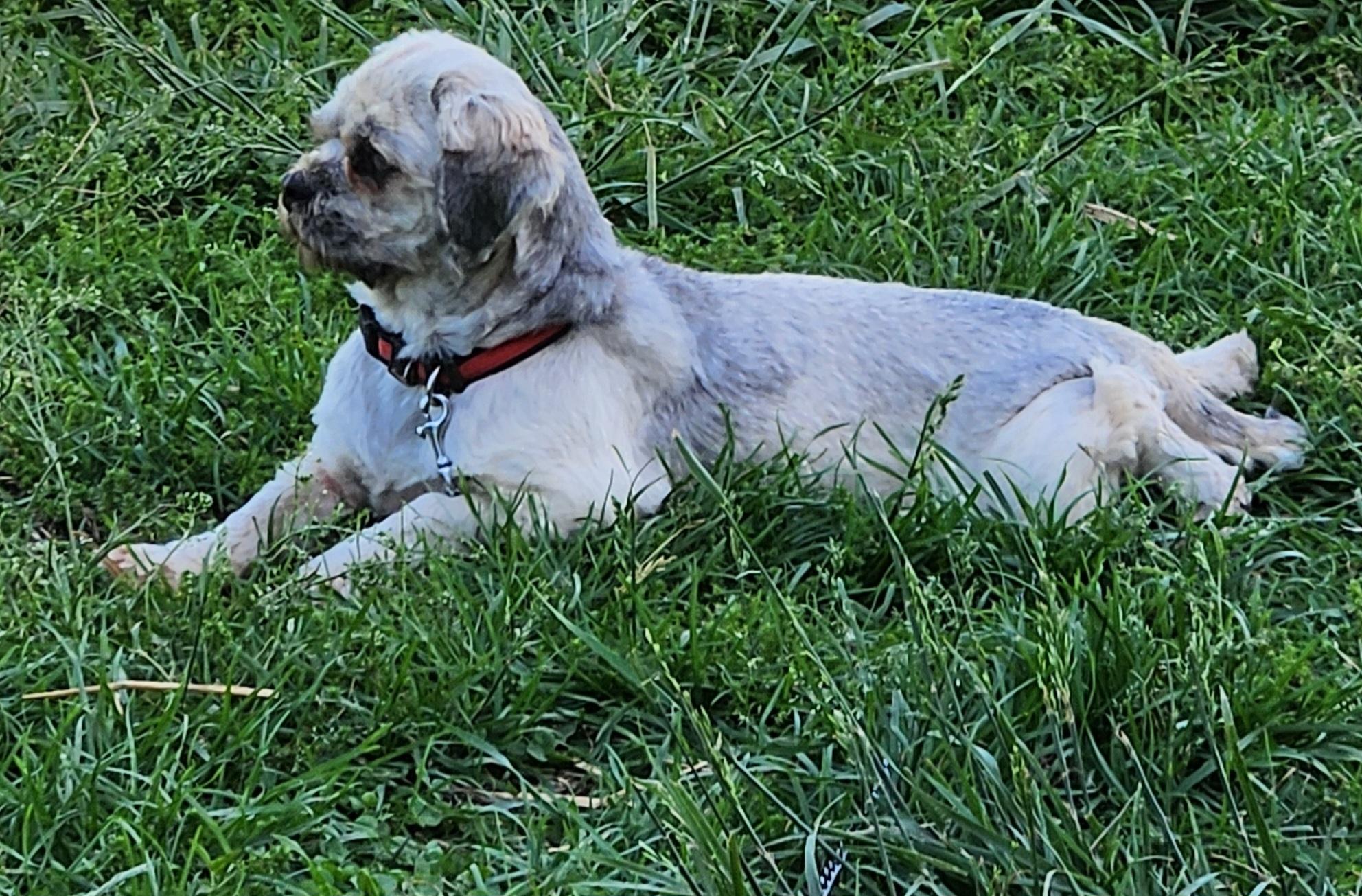 Cinderella aka Cindy, Adult Female Lhasa Apso