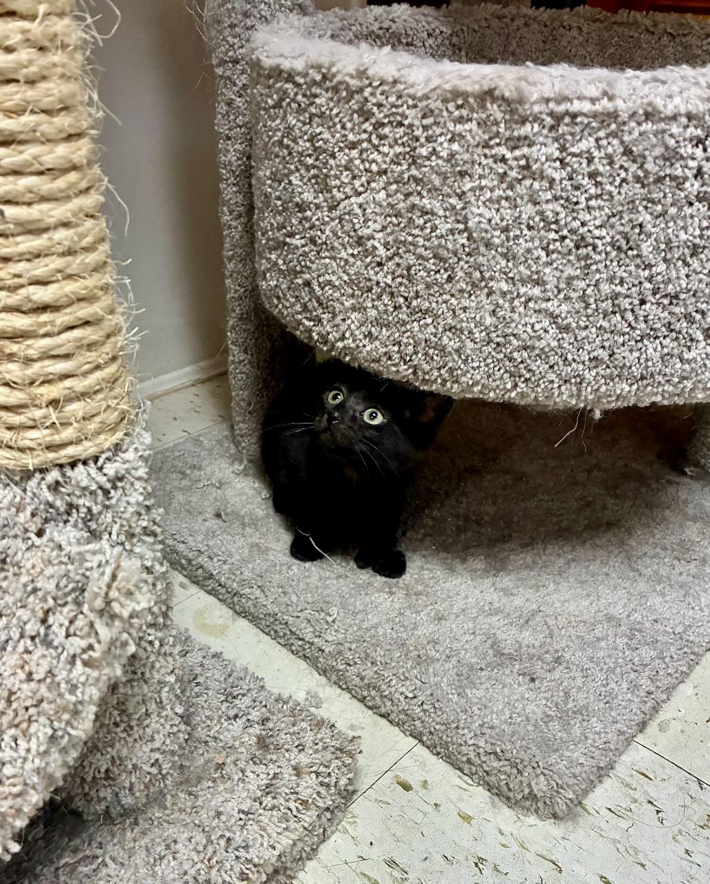 Enlarge Thumbelina, a ADOPTABLE Domestic Short Hair in River Edge, NJ image 2/6
