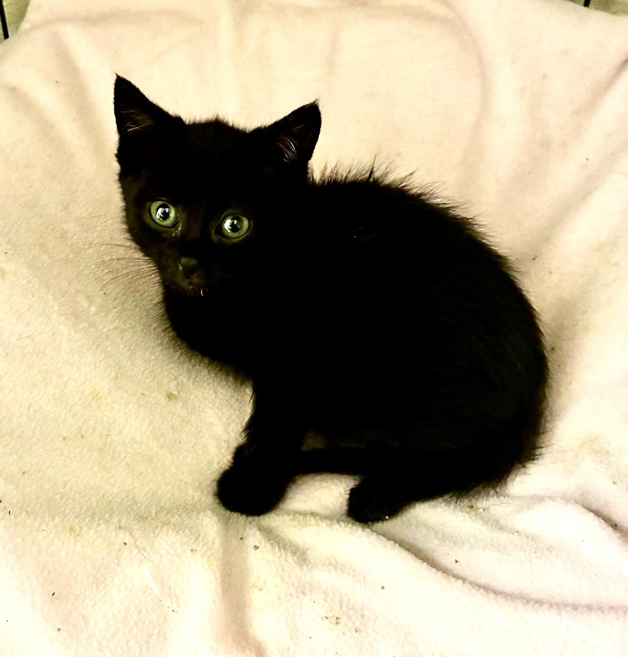 Thumbelina, a ADOPTABLE Domestic Short Hair in River Edge, NJ image 1/6
