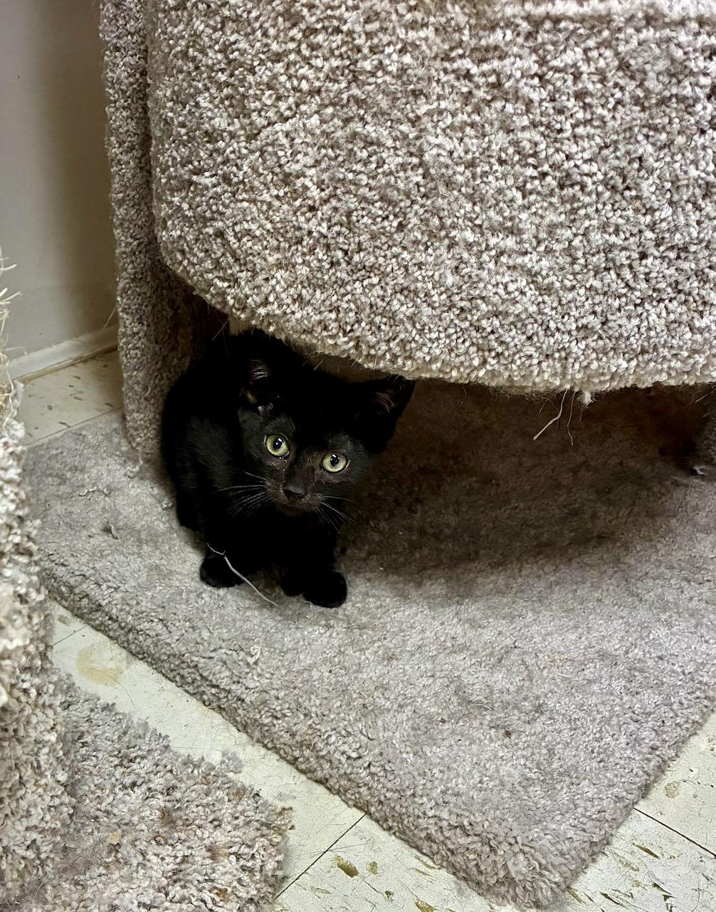Enlarge Thumbelina, a ADOPTABLE Domestic Short Hair in River Edge, NJ image 3/6