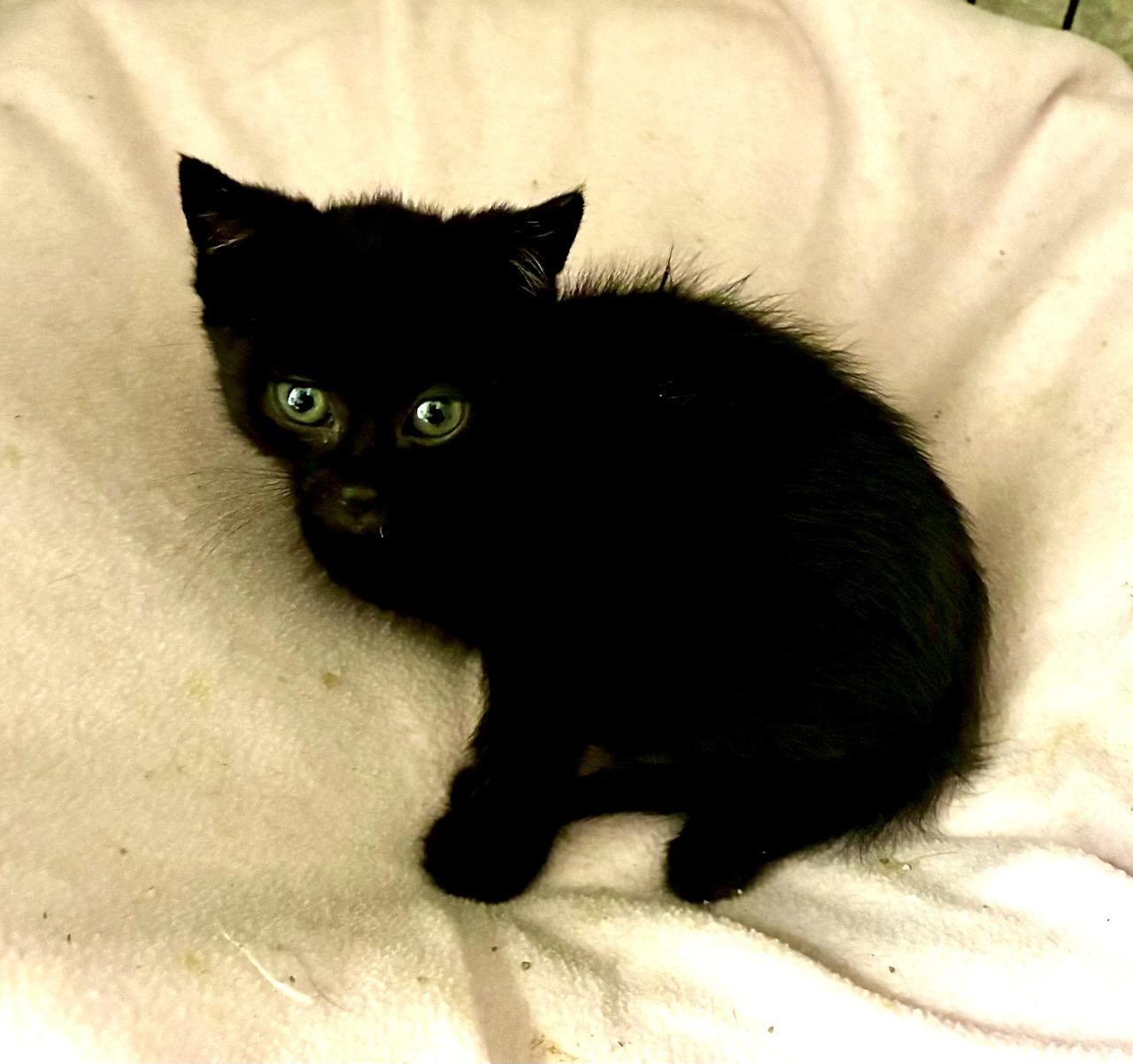 Thumbelina, a ADOPTABLE Domestic Short Hair in River Edge, NJ image 3/6