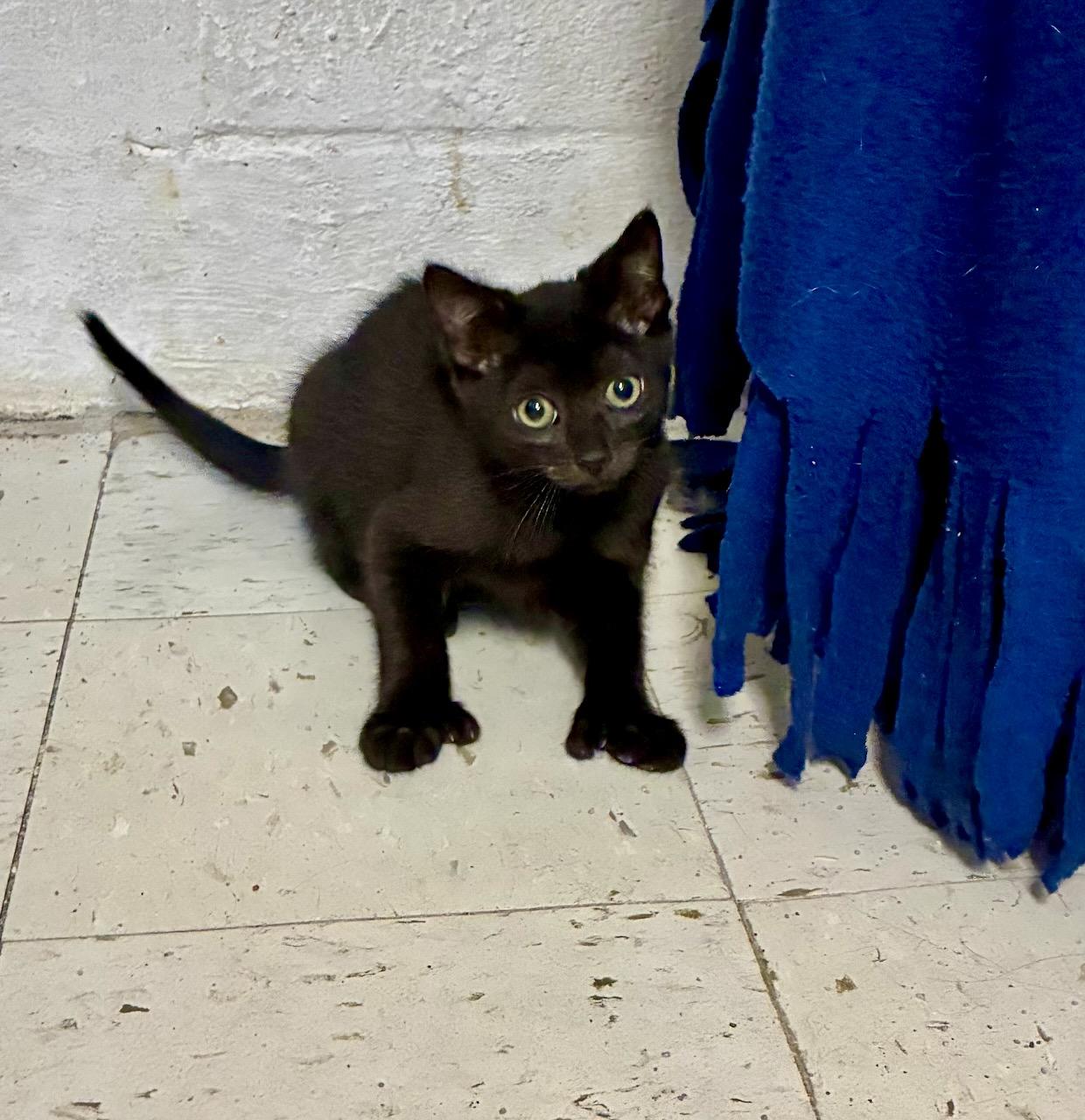 Thumbelina, ADOPTABLE, Kitten Female Domestic Short Hair.