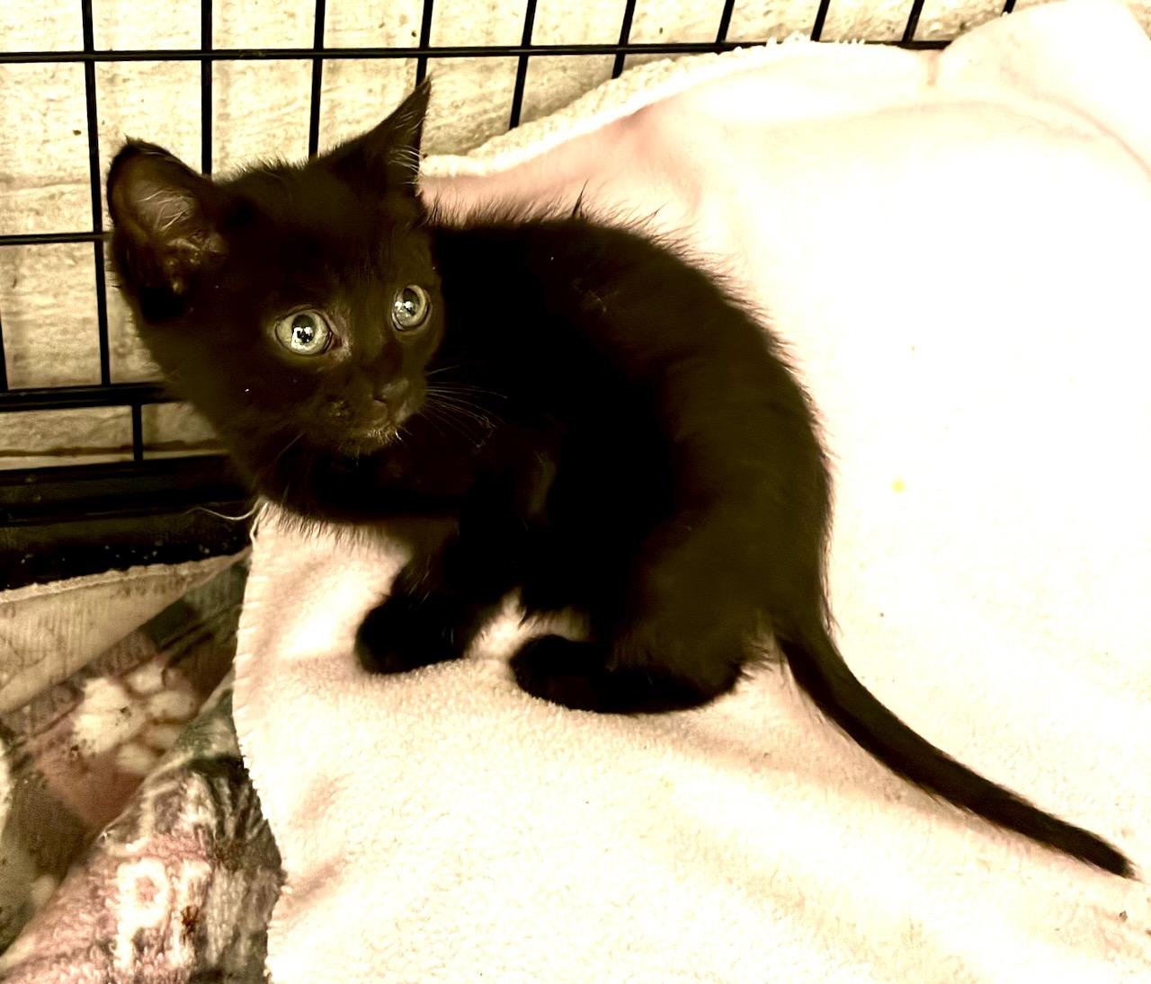 Thumbelina, a ADOPTABLE Domestic Short Hair in River Edge, NJ image 4/6