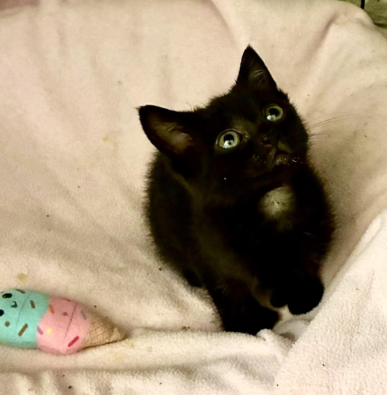 Thumbelina, a ADOPTABLE Domestic Short Hair in River Edge, NJ image 2/6