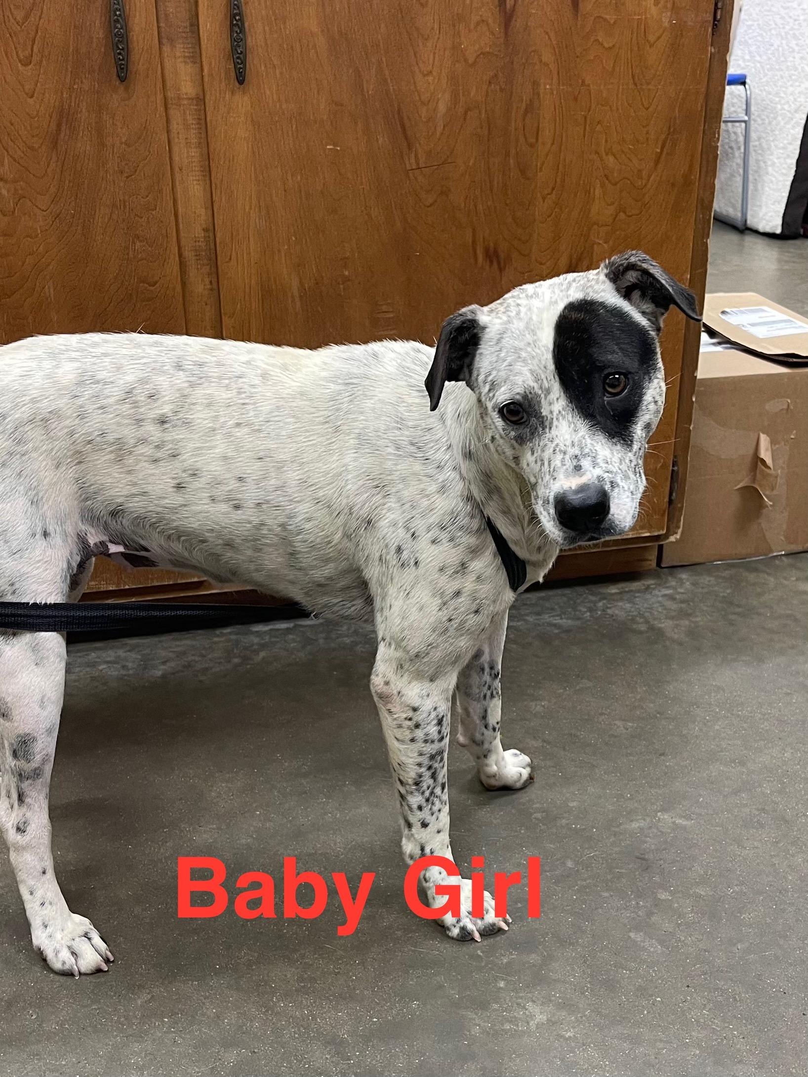 Enlarge Baby Girl, a Adoptable mixed breed in Alexander City, AL image 1/1