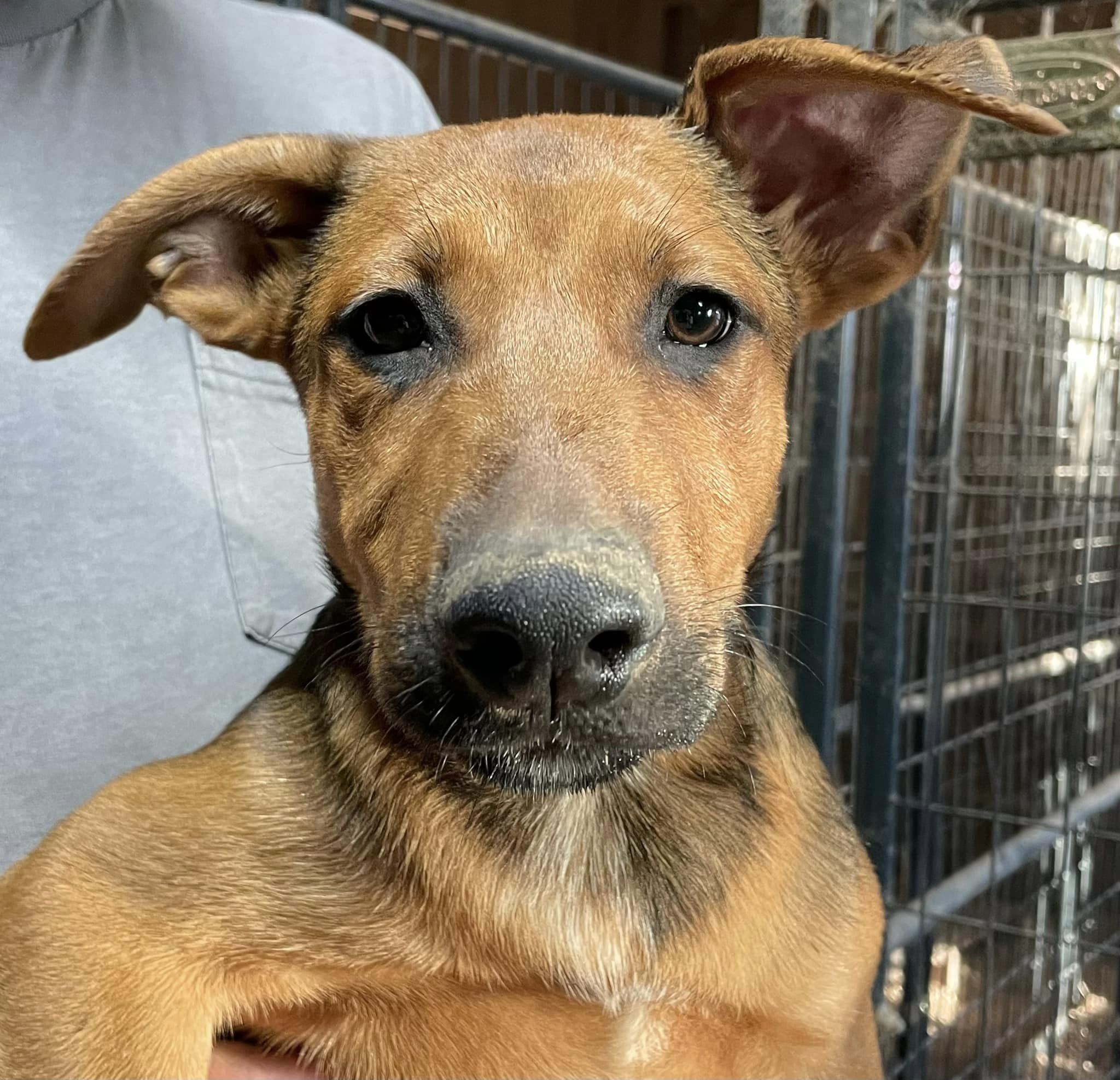 Sumner, a Adoptable mixed breed in Plainfield, IN image 3/3