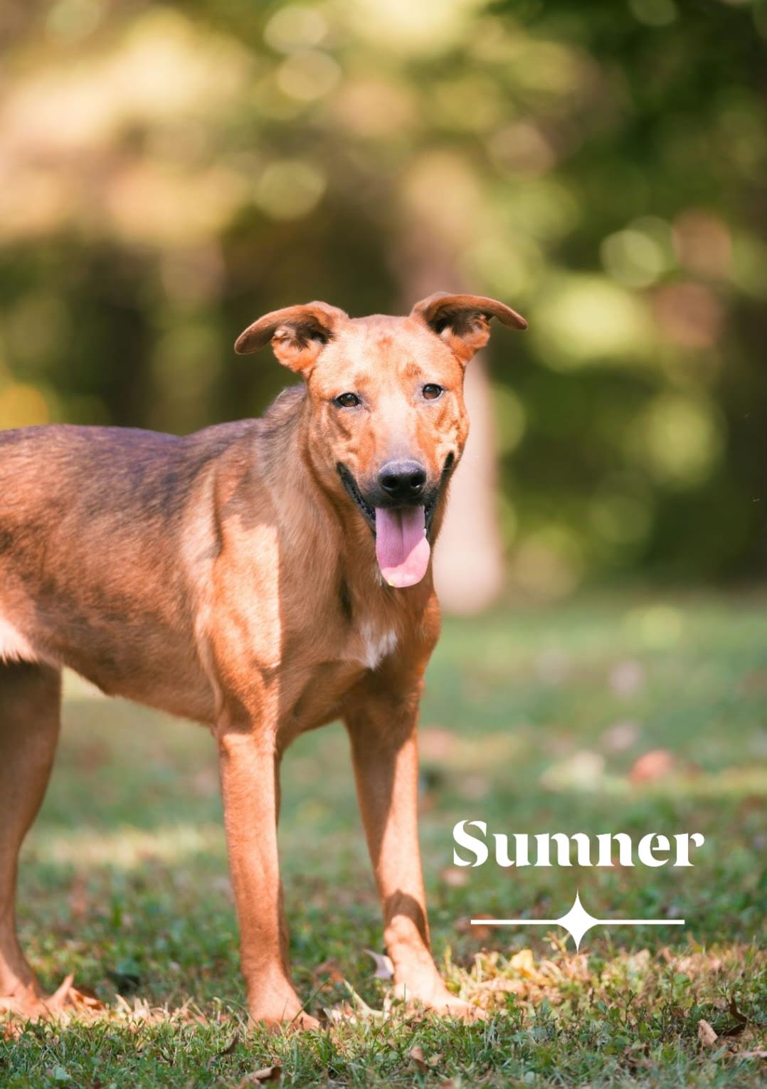 Sumner, a Adoptable mixed breed in Plainfield, IN image 1/3