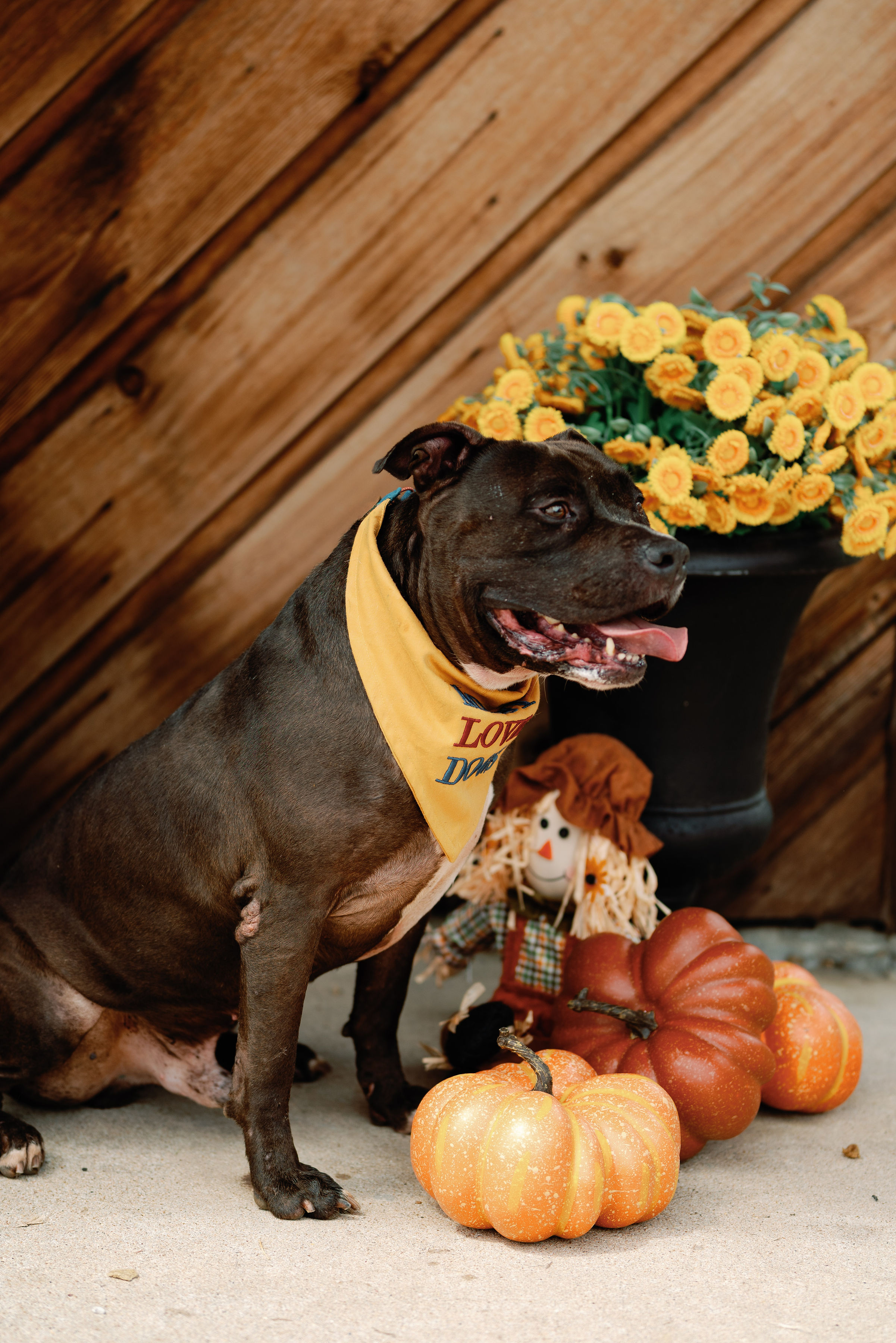 Enlarge Stedman, a Adoptable mixed breed in Willowbrook, IL image 5/6