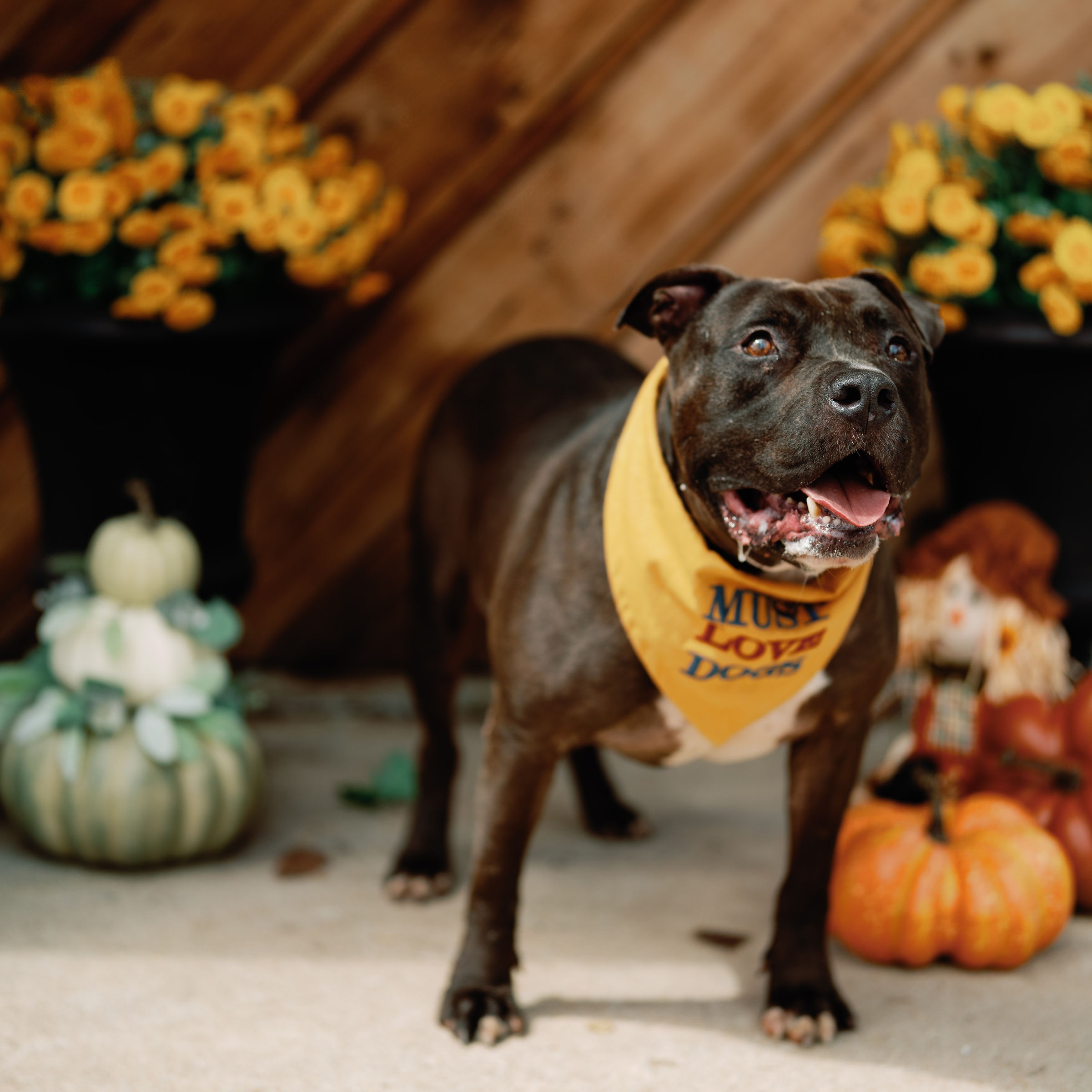 Enlarge Stedman, a Adoptable mixed breed in Willowbrook, IL image 2/6