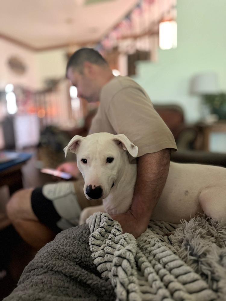 Marcus, Adoptable, Adult Male Bull Terrier.