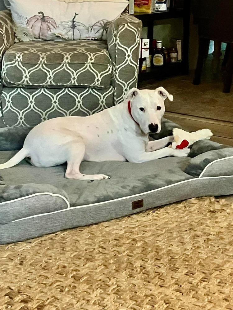 Enlarge Marcus, a Adoptable mixed breed in Syracuse, NY image 3/5