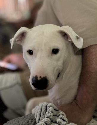 Enlarge Marcus, a Adoptable mixed breed in Syracuse, NY image 1/6