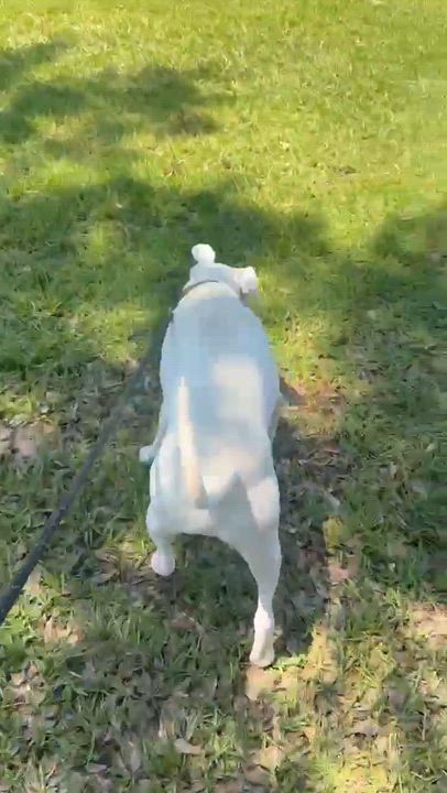 Enlarge Marcus, a Adoptable mixed breed in Syracuse, NY video 3/6