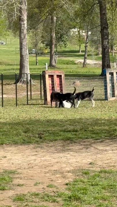 Enlarge Marcus, a Adoptable mixed breed in Syracuse, NY video 5/6