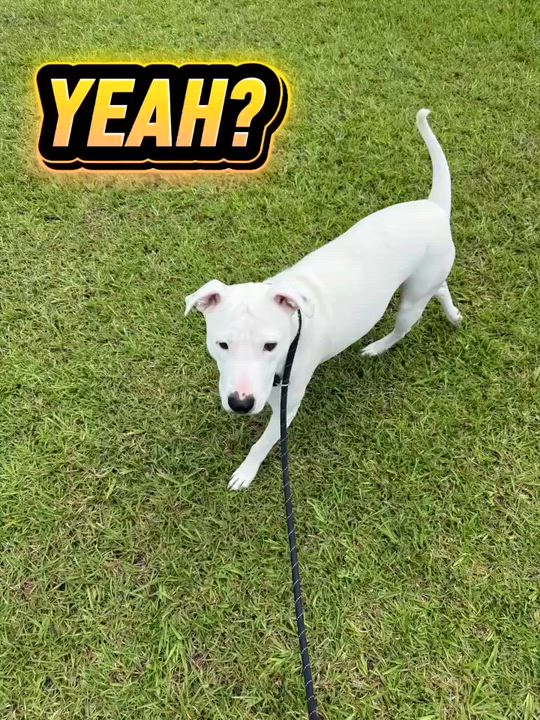 Enlarge Marcus, a Adoptable mixed breed in Syracuse, NY video 6/6