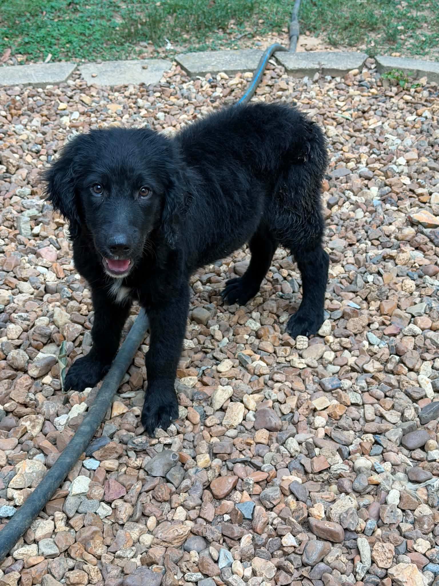 Muppet, adopted, Young Female Labrador Retriever & Australian Shepherd.