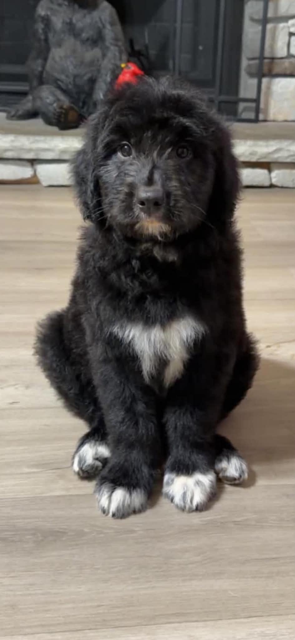 Enlarge Muppet, an adopted mixed breed in Sheboygan, WI image 2/2