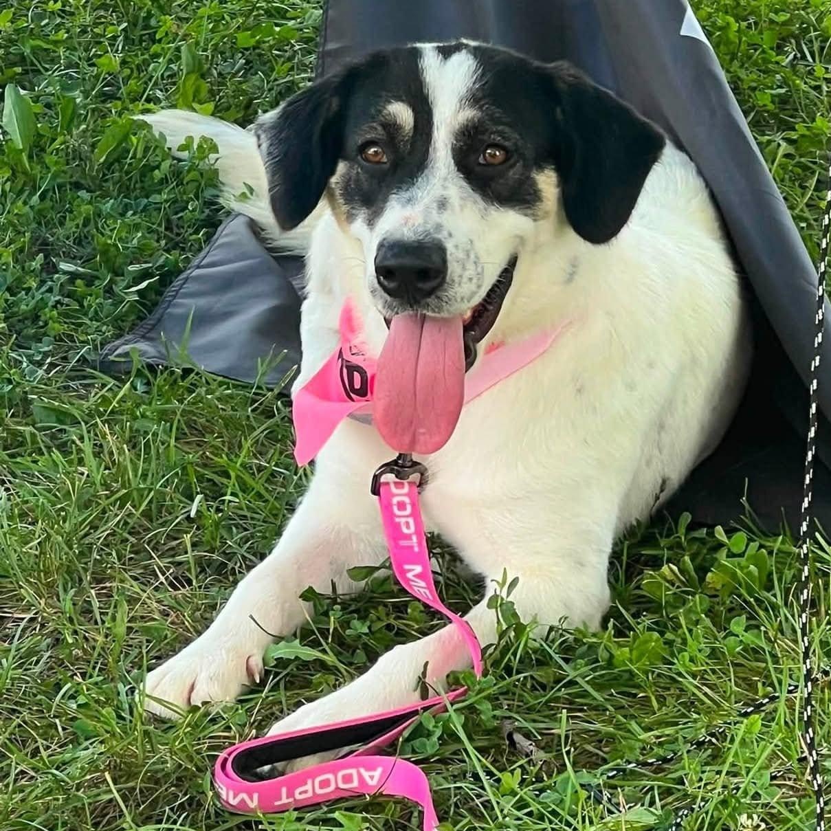 Enlarge Sugar, a ADOPTABLE mixed breed in Harrodsburg, KY image 4/5