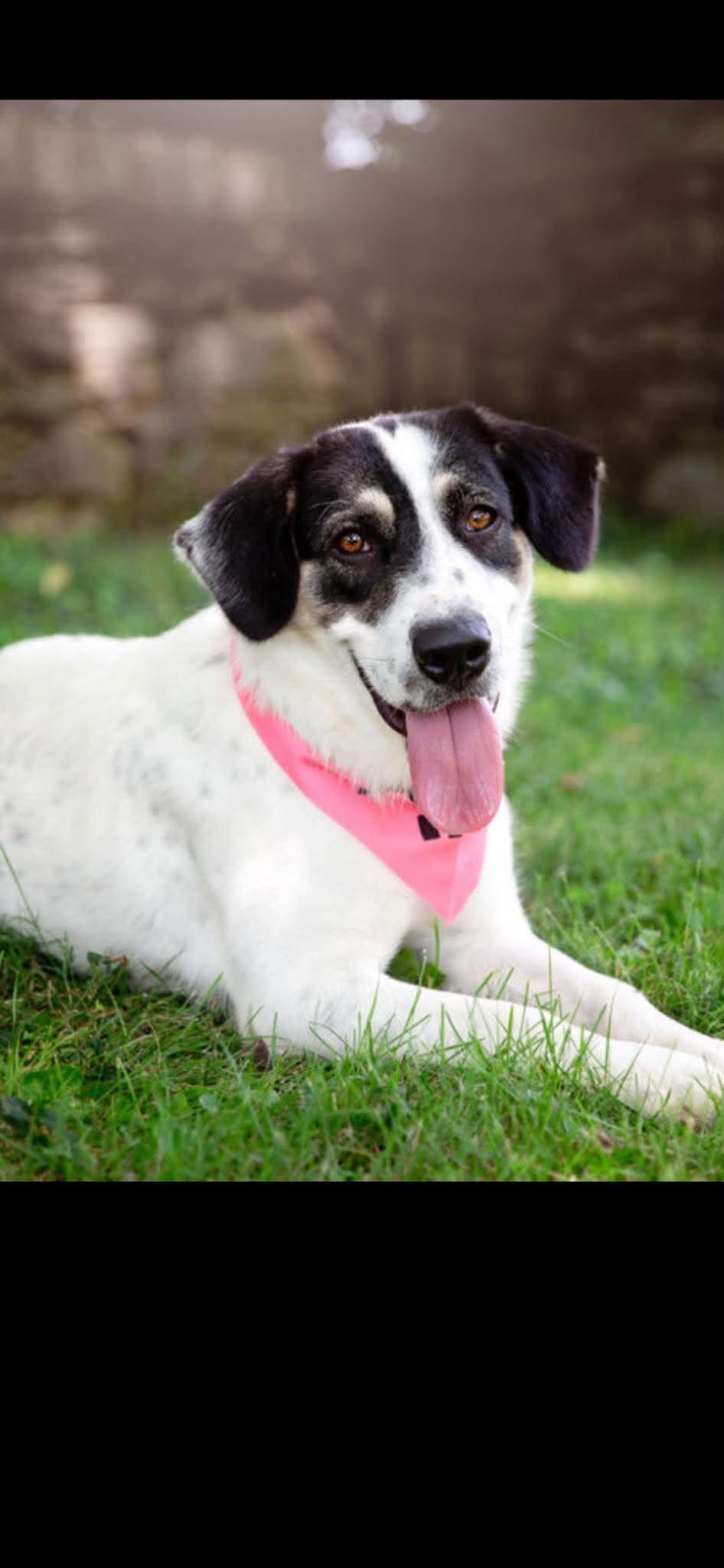 Enlarge Sugar, a ADOPTABLE mixed breed in Harrodsburg, KY image 3/5