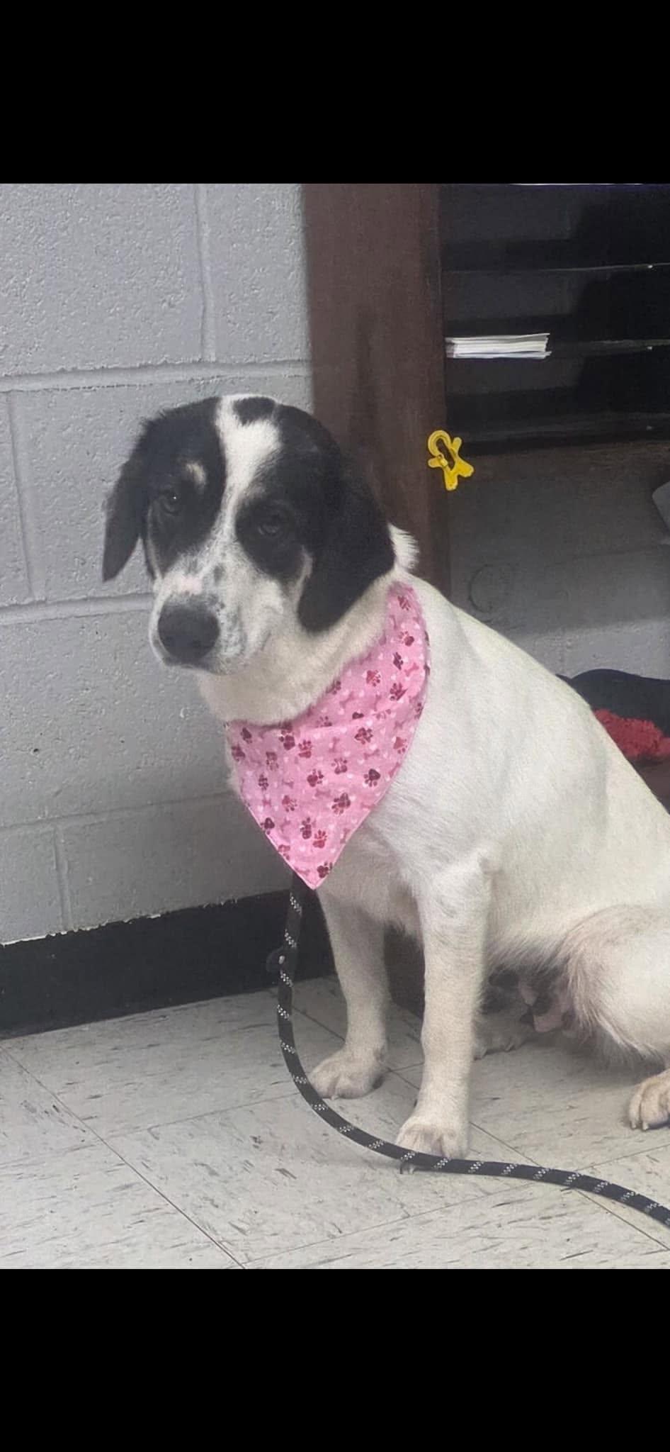 Enlarge Sugar, a ADOPTABLE mixed breed in Harrodsburg, KY image 1/1