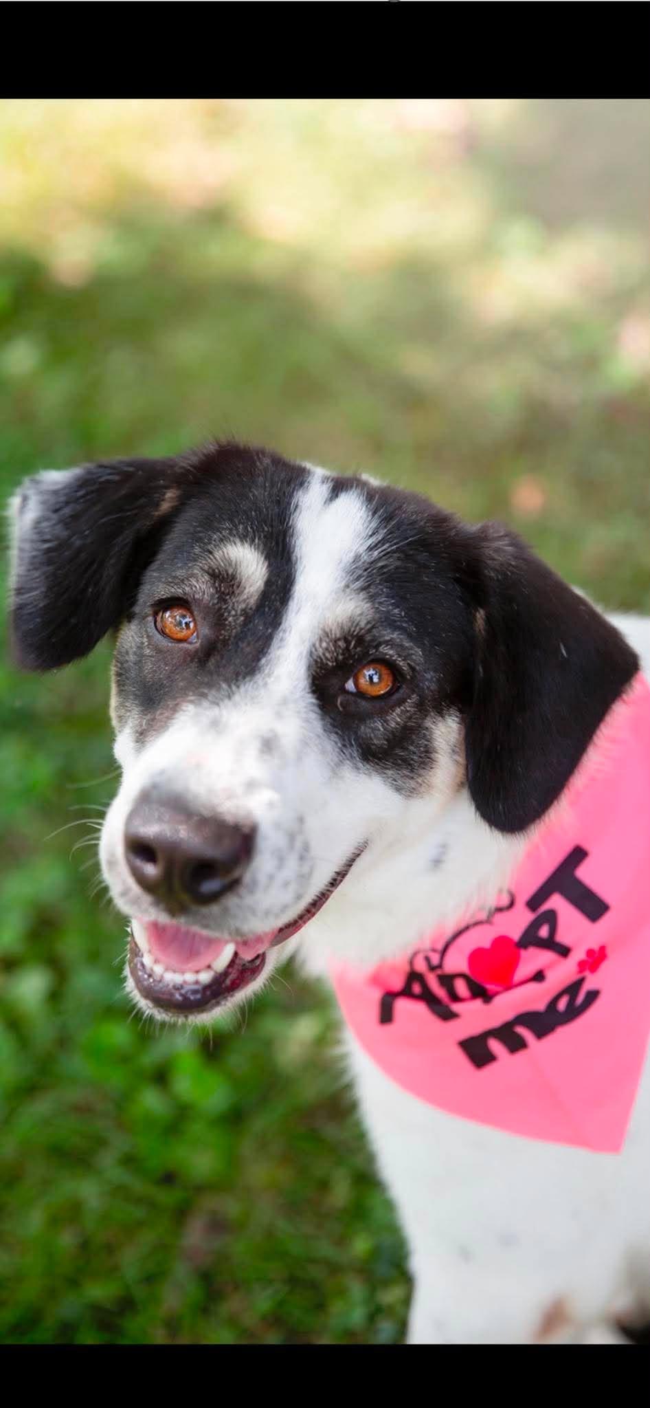 Sugar, ADOPTABLE, Young Female Border Collie.