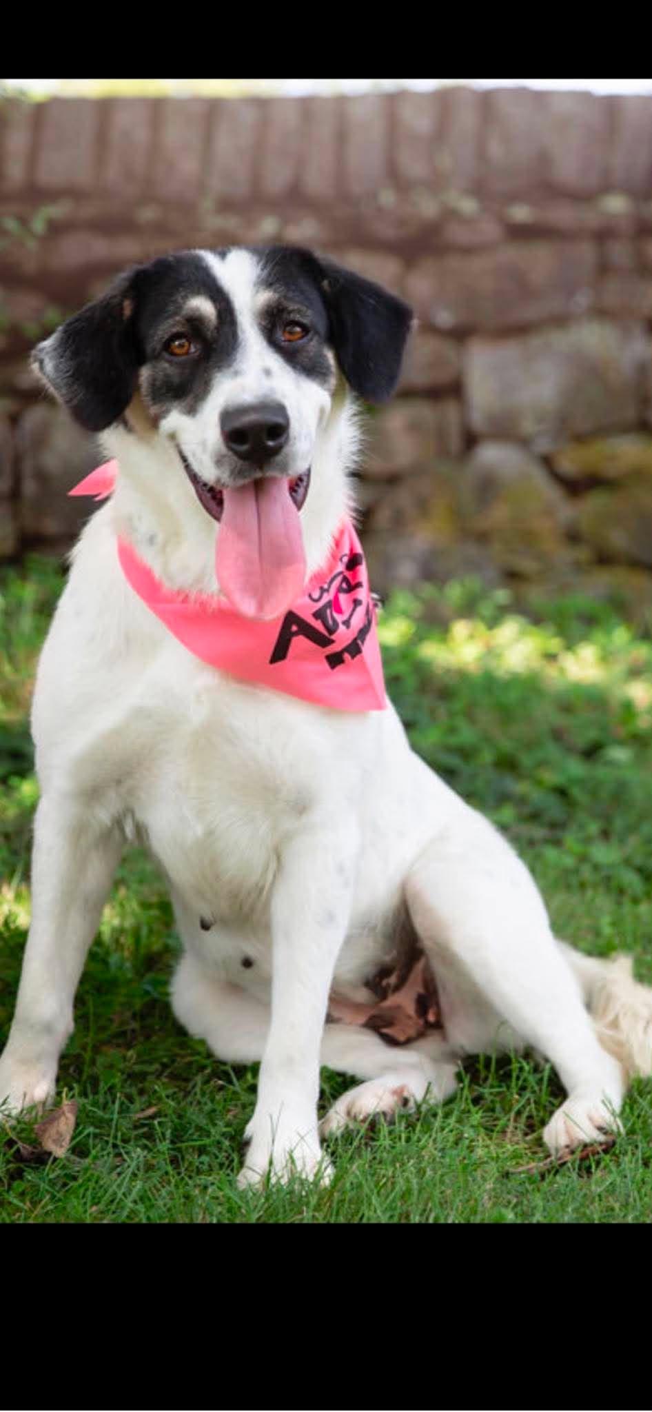 Enlarge Sugar, a ADOPTABLE mixed breed in Harrodsburg, KY image 2/5