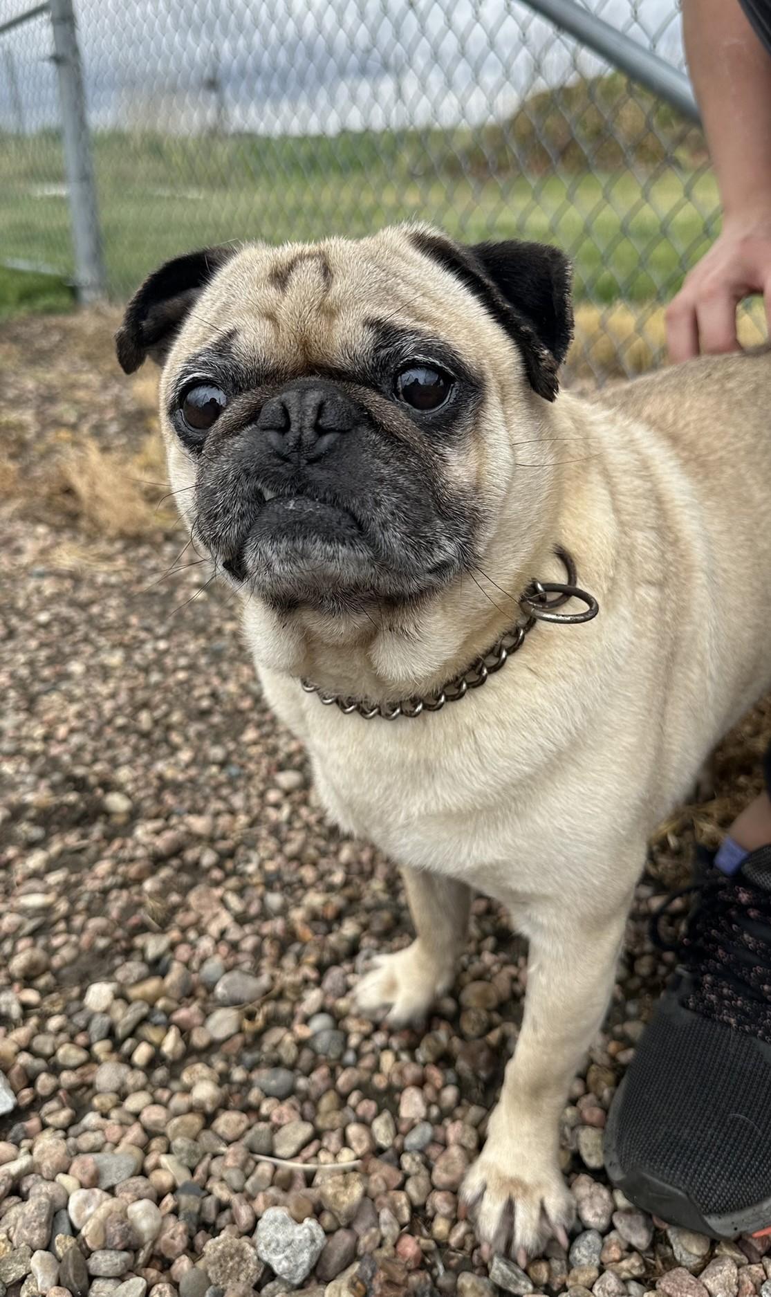 Enlarge Gordo, an adoptable Pug in Hastings, NE image 2/4