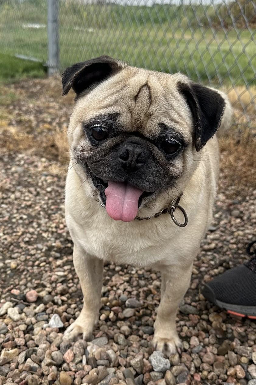 Enlarge Gordo, an adoptable Pug in Hastings, NE image 3/4
