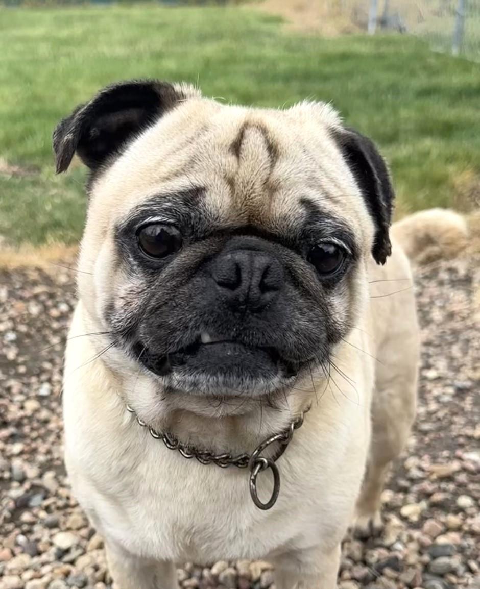 Enlarge Gordo, an adoptable Pug in Hastings, NE image 1/4