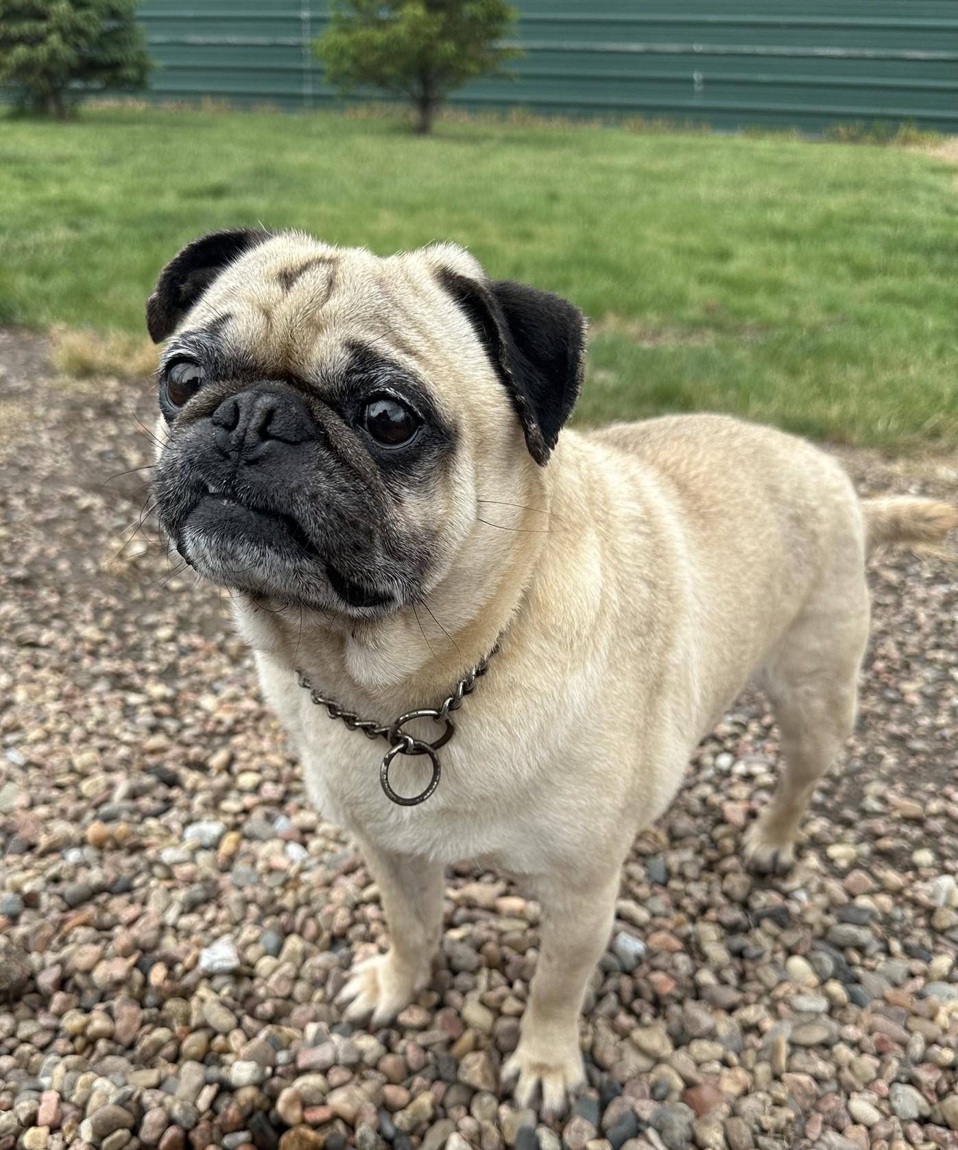 Enlarge Gordo, an adoptable Pug in Hastings, NE image 4/4
