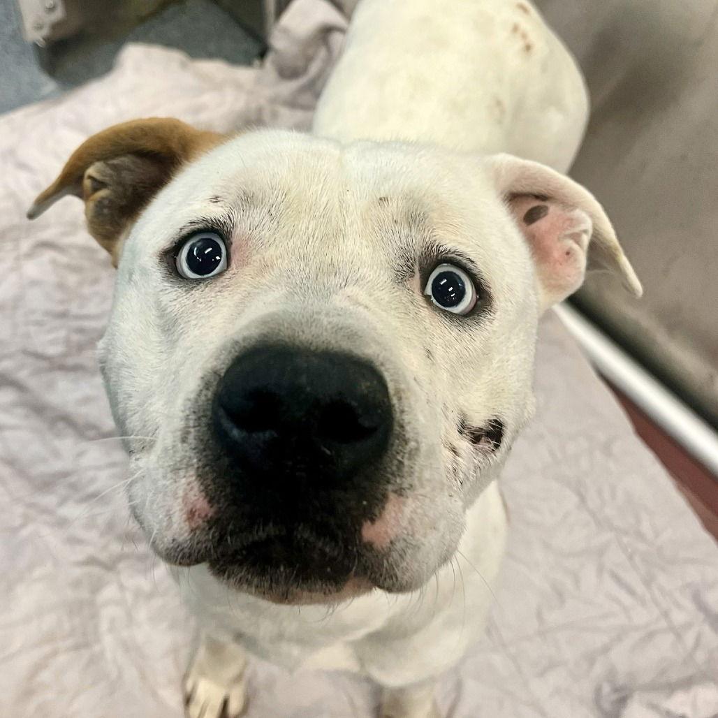 Enlarge Pluto, a Adoptable Pit Bull Terrier in Dallas, TX image 2/2