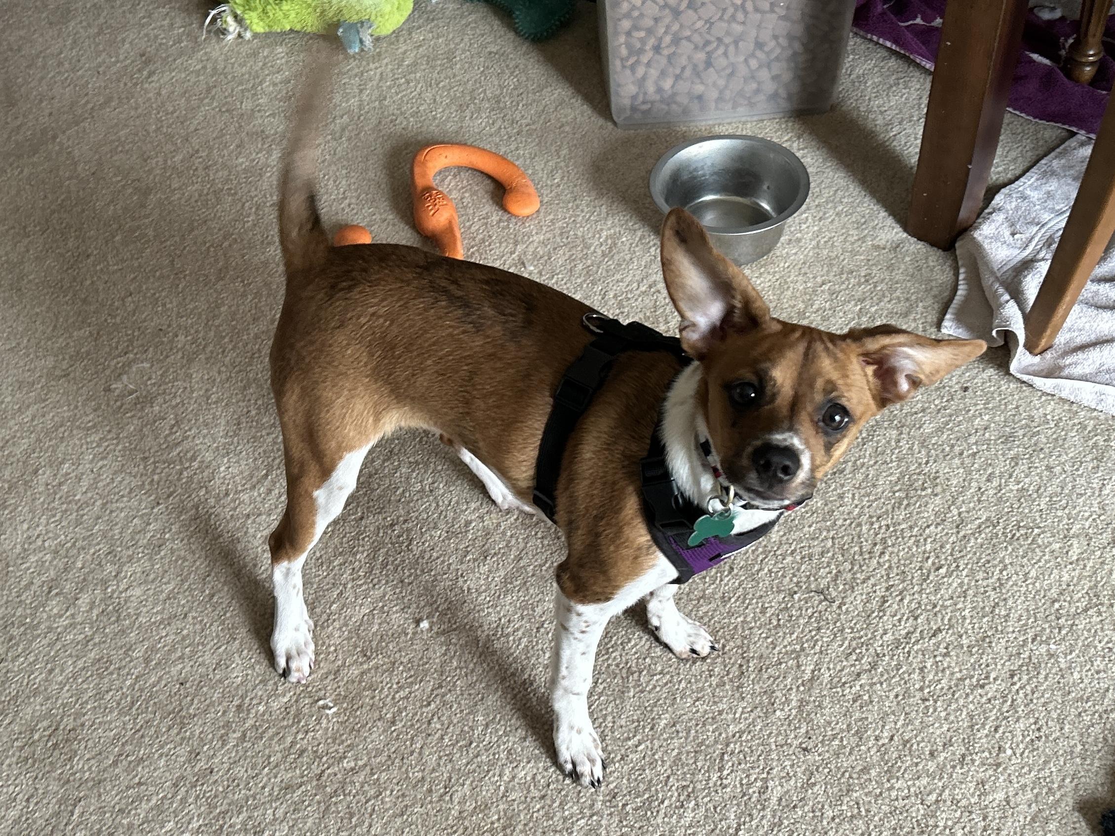 Annie, an adopted mixed breed in Aurora, IL image 3/5