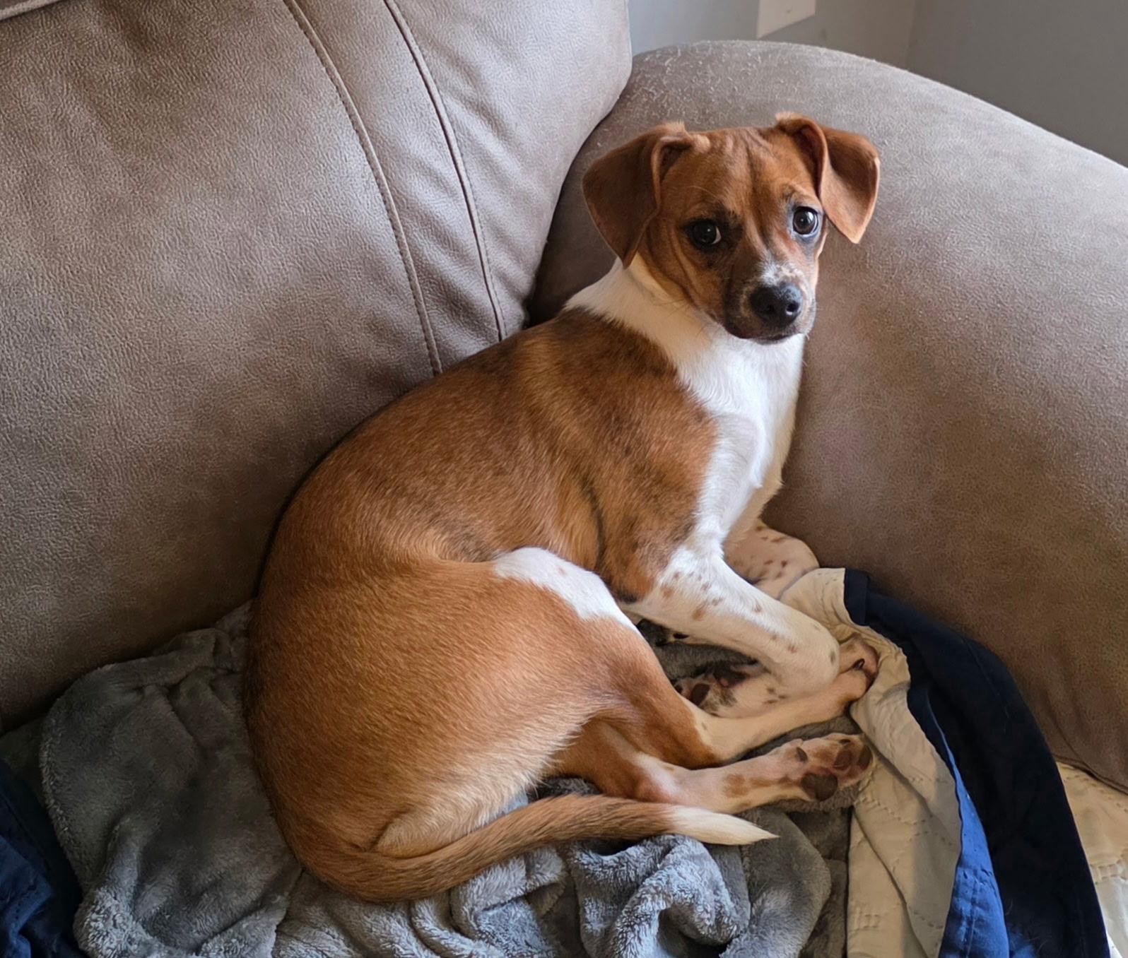 Annie, an adopted mixed breed in Aurora, IL image 1/5