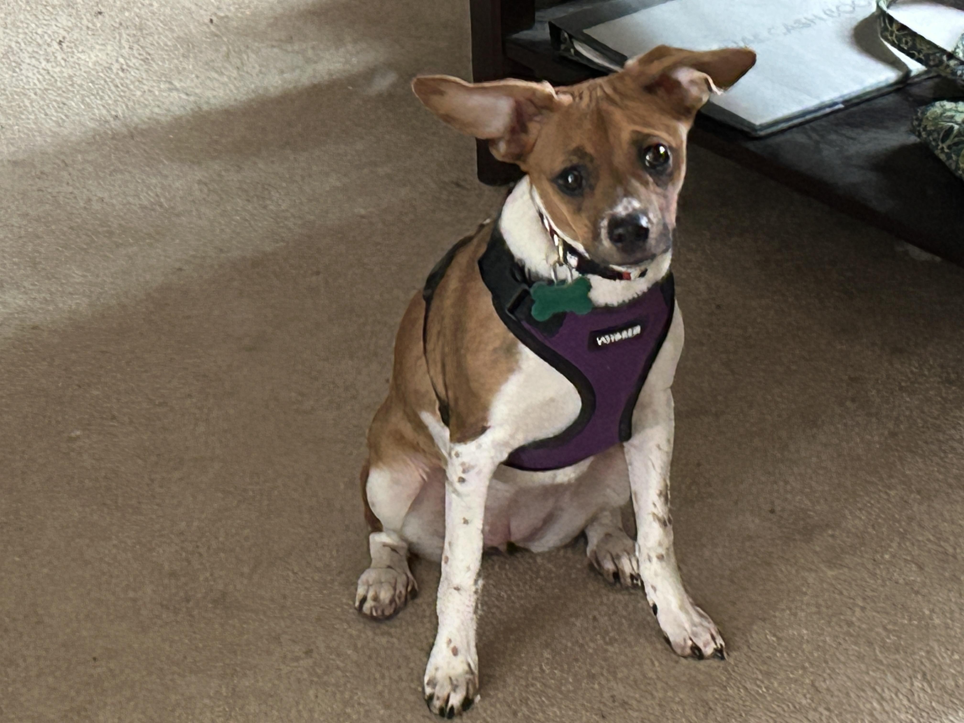 Annie, an adopted mixed breed in Aurora, IL image 5/5