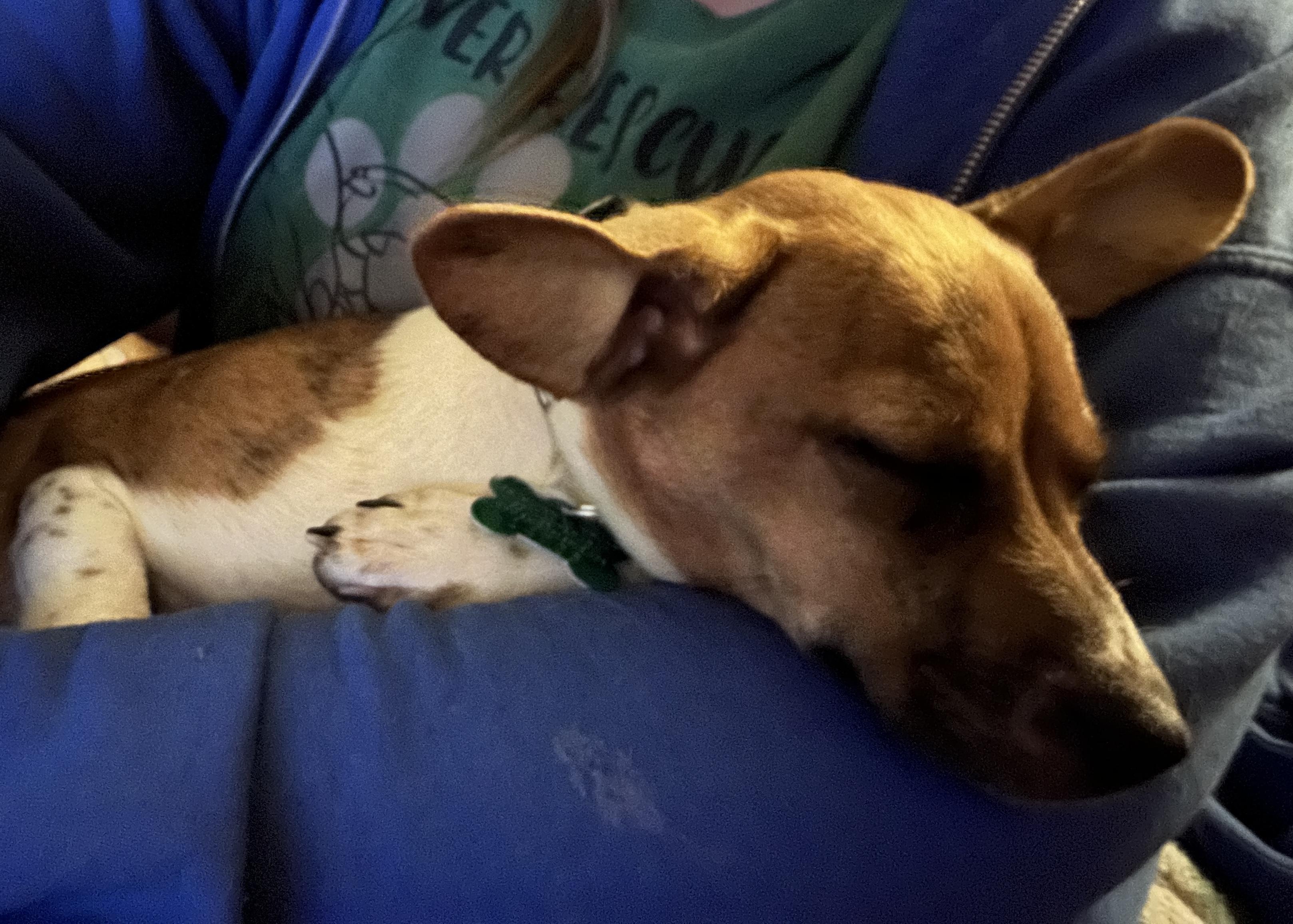 Annie, an adopted mixed breed in Aurora, IL image 4/5